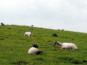 Sheep grazing on the hillfort