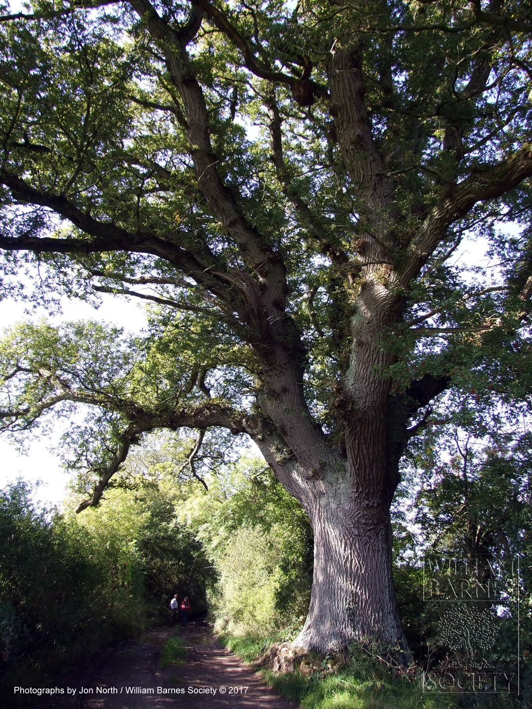The 'Real' Girt Woak Tree That's In the Dell The 'Real' Girt Woak Tree That's In the Dell
